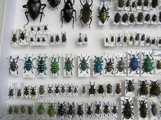 entomologie26.jpg