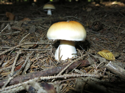 IMG_7647.JPG