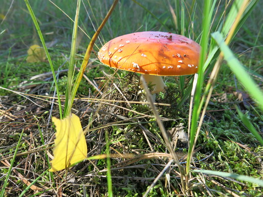 IMG_7688.JPG