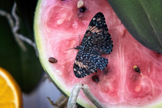 IPB_3533a.jpg