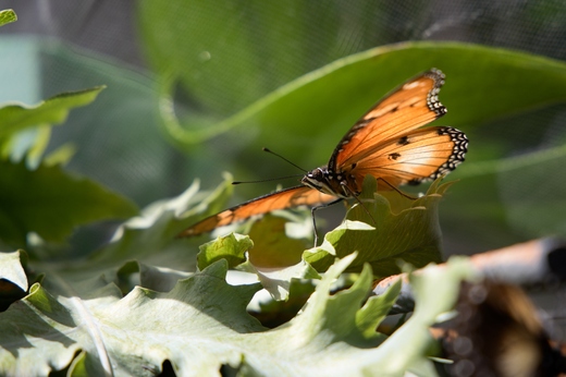 IPB_3548a.jpg