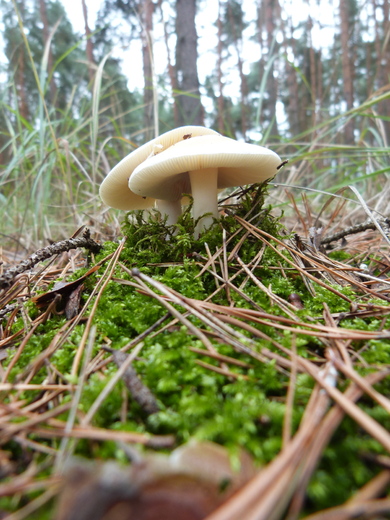 P1380514.JPG