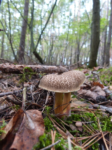 P1380567.JPG