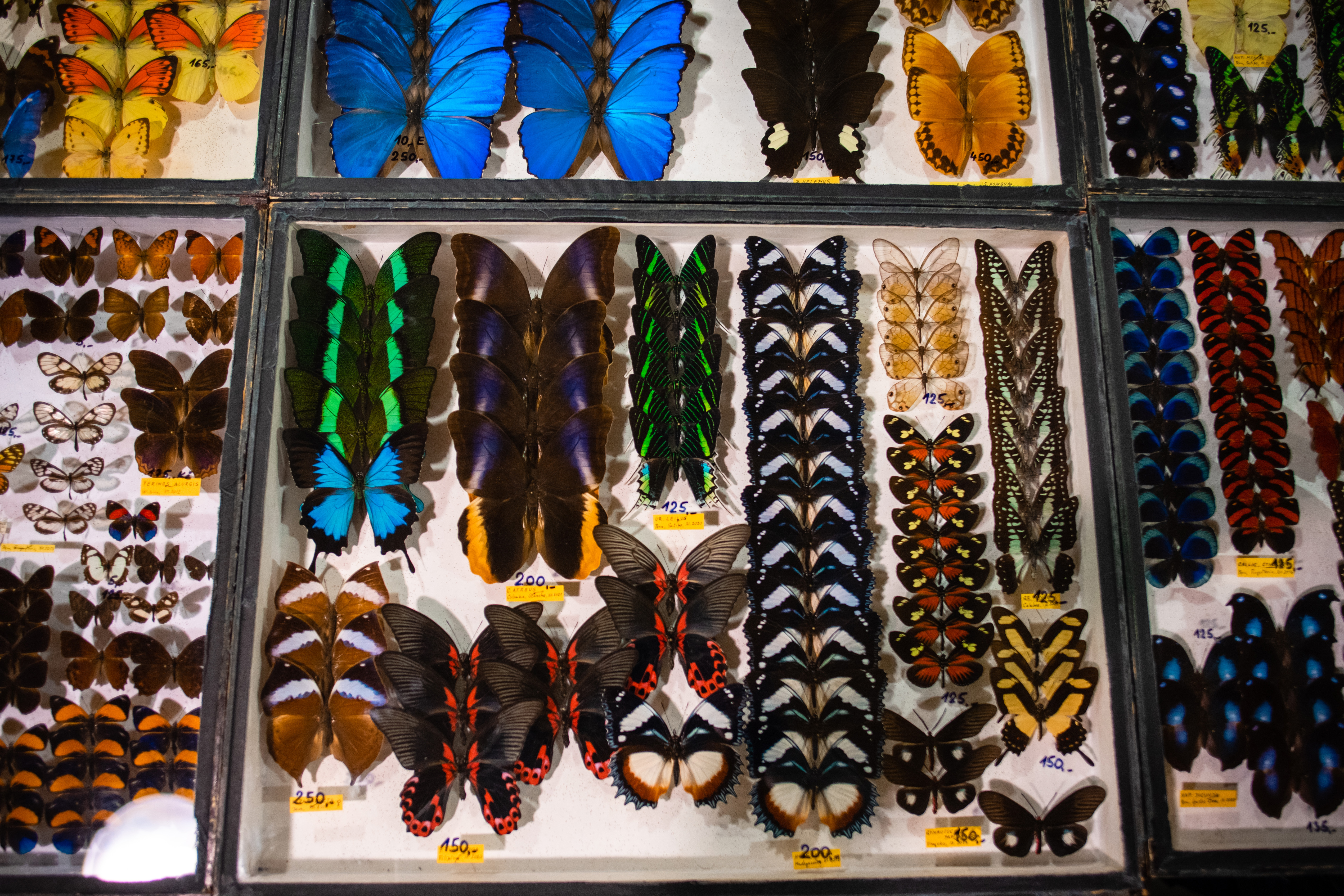 banner-entomologie-28-5-2023.jpg